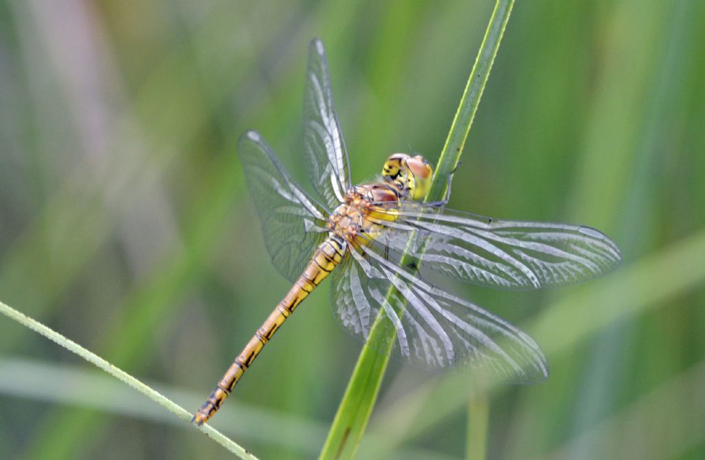 Libellula id.